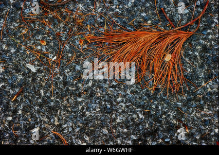 Background image close up of dried up pine needle stem on pavement. Stock Photo