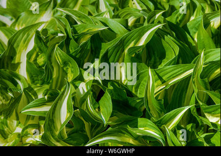 A bed of green and yellow variegated hosta plant leaves Stock Photo