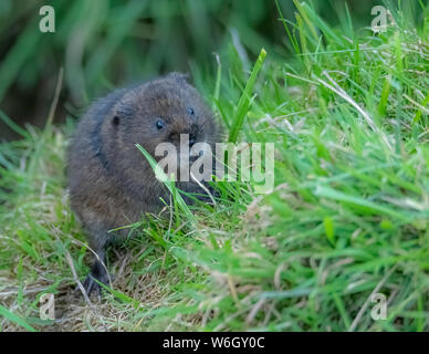 Water Vole eating reeds Stock Photo