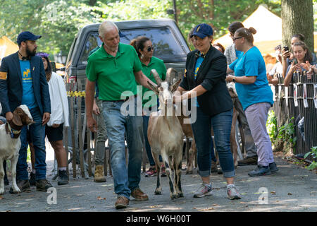 Goats arrive for ceremony at Riverside Park crowns top goat awards for ...