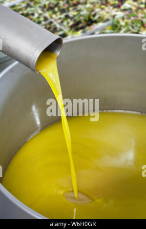 Freshly pressed olive oil, collected in a steel tank Stock Photo