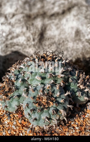 Lophophora williamsii or peyote is a small, spineless cactus with psychoactive alkaloids, particularly mescaline. Stock Photo