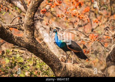 Peacock (Pavo cristatus) standing on a tree branch in Ranthambore National Park, Northern India; Rajasthan, India Stock Photo