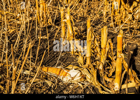 Dried and ripened corn crop at harvest time used for animal feed; Edmonton, Alberta, Canada Stock Photo