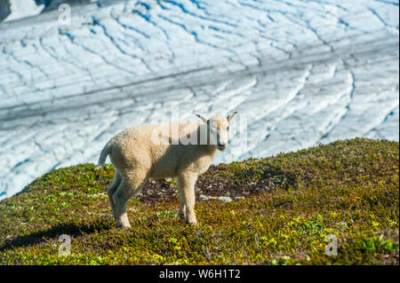 Close-up of a Mountain goat (Oreamnos americanus) kid in Kenai Fjords National Park on a sunny summer afternoon in South-central Alaska Stock Photo
