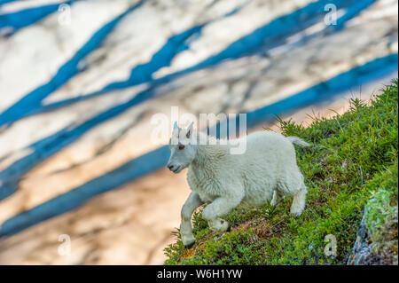 Close-up of a Mountain goat (Oreamnos americanus) kid running in Kenai Fjords National Park on a sunny summer afternoon in South-central Alaska. Ex... Stock Photo