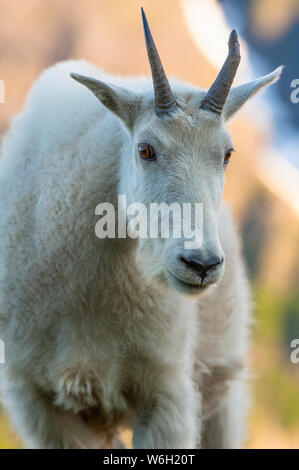Close-up of a juvenile Mountain goat (Oreamnos americanus) in Kenai Fjords National Park on a sunny summer afternoon in South-central Alaska Stock Photo