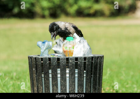A picture of a hungry crow eating garbage from a trash bin and doing mess in the public park. Stock Photo