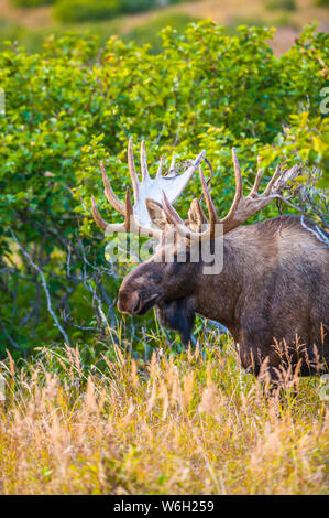 A close-up of a bull Moose (Alces alces) standing in brush near Powerline Pass in the Chugach State Park, near Anchorage in South-central Alaska on... Stock Photo