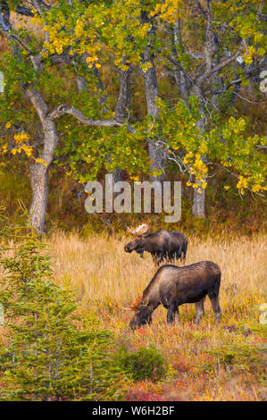 Two large bull Moose (Alces alces) standing in brush near Powerline Pass in the Chugach State Park, near Anchorage in South-central Alaska on a sun... Stock Photo