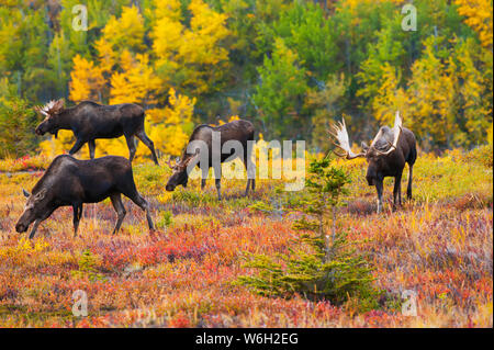 Three bull Moose (Alces alces) following a cow moose during the rut at Powerline Pass in the Chugach State Park, near Anchorage in South-central Al... Stock Photo