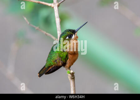 Beautifil bird Brazilian Ruby, n a branch in Atlantic Rainforest biome Stock Photo