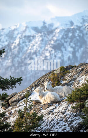 Dall sheep ewe and lamb (Ovis dalli) rest together on a hillside overlooking Turnagain Arm and the Kenai Mountains in the winter with snow Stock Photo