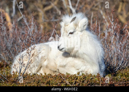 Dall sheep lamb (Ovis dalli) with it's winter coat sitting in brush, Chugach Mountains, South-central Alaska; Alaska, United States of America Stock Photo