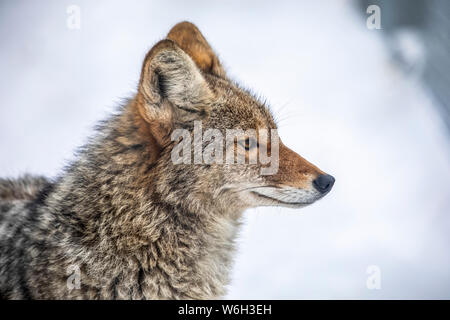 An adult Coyote (Canis latrans) portrait, captive in the Alaska Wildlife Conservation Center in winter; Portage, Alaska, United States of America Stock Photo