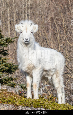 Dall sheep lamb (Ovis dalli) with it's winter coat, Chugach Mountains, South-central Alaska; Alaska, United States of America Stock Photo