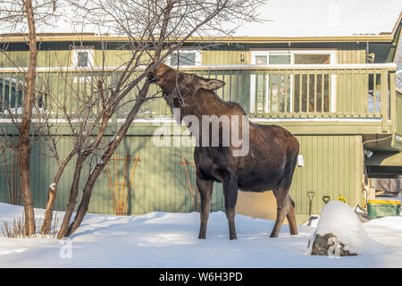 A cow moose (Alces alces) feeds on twigs and bark in winter with apartments show in background, South-central Alaska Stock Photo