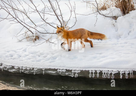 Red fox (Vulpes vulpes) prowls the Campbell Creek area in winter looking for rodents and other food, South-central Alaska Stock Photo