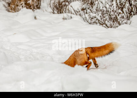 Red fox (Vulpes vulpes) prowls the Campbell Creek area in winter looking for rodents and other food. Fox is shown entering a hole here that may be ... Stock Photo