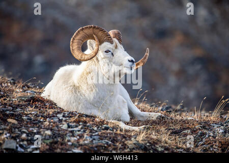 Dall sheep ram (Ovis dalli), Denali National Park and Preserve; Alaska, United States of America Stock Photo