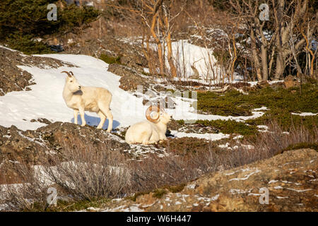 Dall sheep rams (Ovis dalli), Denali National Park and Preserve; Alaska, United States of America Stock Photo