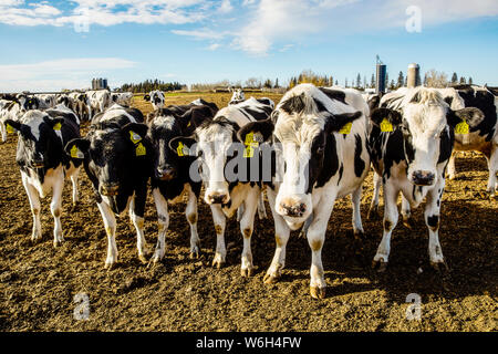 Curious Holstein cows looking at the camera while standing in a fenced ...