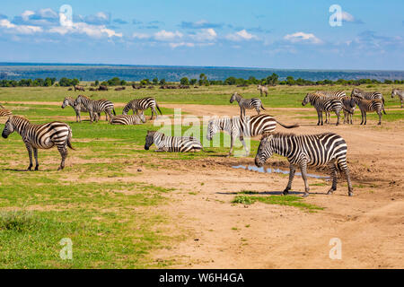 Colour landscape photograph of herd of Burchell’s Zebra's (Equus burchelli), taken on Ol Pejeta conservancy, Kenya. Stock Photo