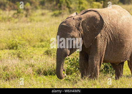 Close-up colour photograph of single elephant calf walking in profile, taken on Ol Pejeta conservancy, Kenya. Stock Photo