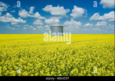 A field of bloom-stage canola with old grain bin (silo) in the background, near Grenfell; Saskatchewan, Canada Stock Photo