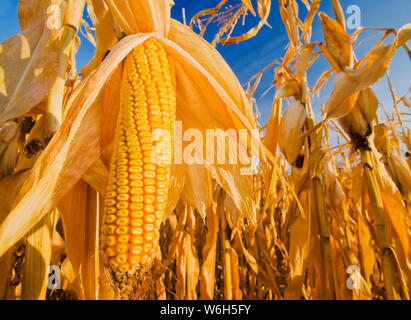 Close-up of mature, harvest-ready feed/grain corn, near Carey; Manitoba, Canada Stock Photo