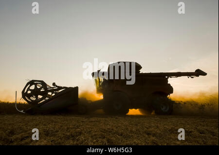 A combine harvester works in a field of yellow field peas at sunset, near Winnipeg; Manitoba, Canada Stock Photo