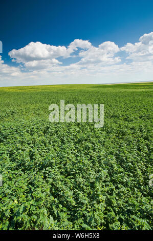 Chickpea field, near Kincaid; Saskatchewan, Canada Stock Photo
