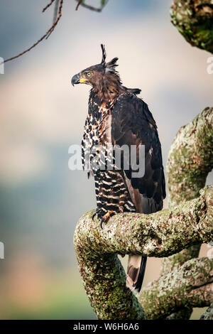 African crowned eagle (Stephanoaetus coronatus) perches on tree branch, Serengeti National Park; Tanzania Stock Photo
