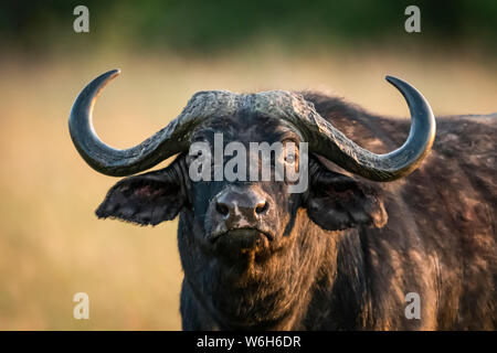 Close-up of Cape buffalo (Syncerus caffer) staring at camera, Serengeti National Park; Tanzania Stock Photo