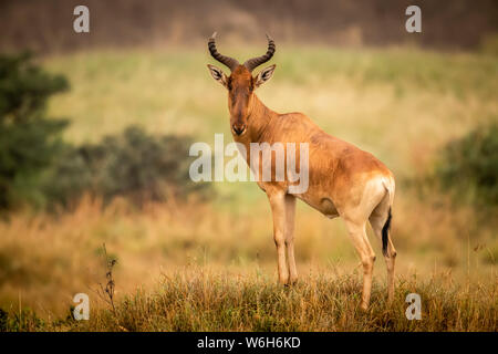 Male hartebeest (Alcelaphus buselaphus cokii) stands on mound eyeing camera, Serengeti National Park; Tanzania Stock Photo