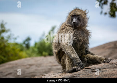 Olive baboon (Papio anubis) sits on rock turning head, Serengeti National Park; Tanzania Stock Photo