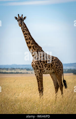 Masai giraffe (Giraffa camelopardalis tippelskirchii) in grassland eyeing camera, Serengeti National Park; Tanzania Stock Photo