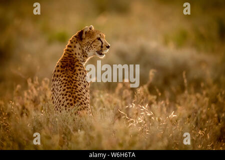 Female cheetah (Acinonyx jubatu) sits in grass facing right, Serengeti National Park; Tanzania Stock Photo