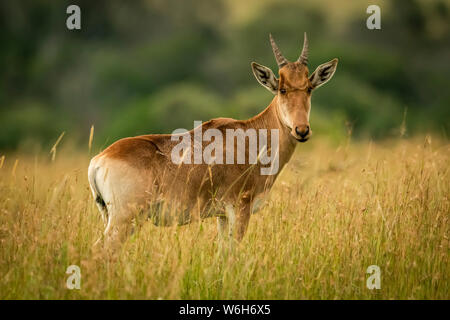 Young male Coke's hartebeest (Alcelaphus buselaphus cokii) stands in long grass, Serengeti National Park; Tanzania Stock Photo