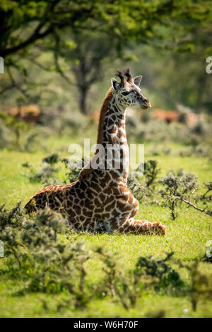 Masai giraffe (Giraffa camelopardalis tippelskirchii) kneeling in grass among bushes, Serengeti National Park; Tanzania Stock Photo