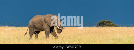 Panorama of African bush elephant (Loxodonta africana) in the savannah walking through long, golden grass that contrasts with the dark blue storm c...