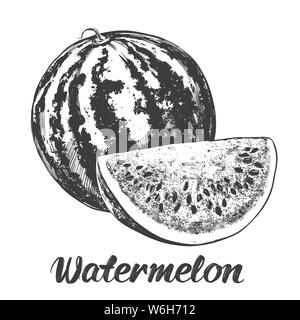 fruit watermelon hand drawn vector illustration realistic sketch Stock Vector