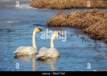 Trumpeter Swans (Cygnus buccinator) arrive in Alaska in early spring, our biggest waterfowl. This mated pair is in a pond near Seward where they wi... Stock Photo