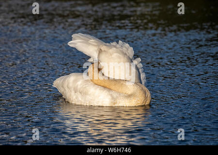 Trumpeter Swans (Cygnus buccinator) arrive in Alaska in early spring, our biggest waterfowl. This swan is preening it's feathers in a pond near Sew... Stock Photo