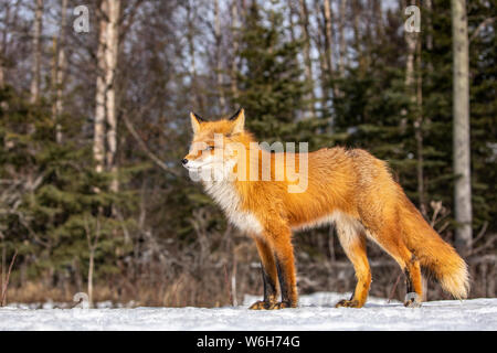 Red fox (Vulpes vulpes) standing in the snow. Fox family was often seen here near Campbell Creek and traveling on the city bike trail Stock Photo