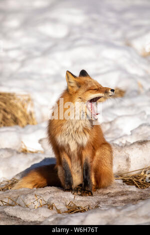 Red fox (Vulpes Vulpes) yawning as it sits in the snow. Fox family was often seen here near Campbell Creek and traveling on the city bike trail Stock Photo