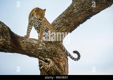 Leopard (Panthera pardus) crouching in tree in the Ndutu area of the Ngorongoro Crater Conservation Area on the Serengeti Plains; Tanzania Stock Photo