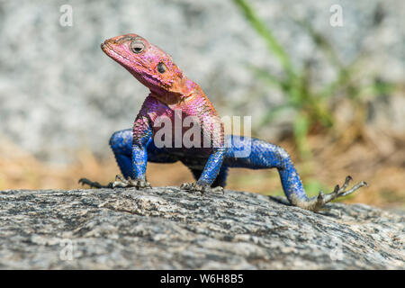 Colourful male Mwanza Flat-headed Rock Agama (Agama mwanzae) on a rock in Serengeti National Park; Tanzania Stock Photo