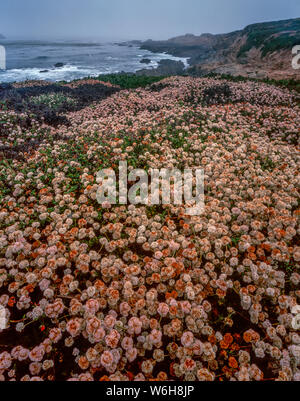 Buckwheat, Coastal Fog, Garrapata State Park, Big Sur, Monterey County, California Stock Photo