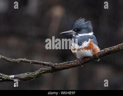 Belted Kingfisher in Pennsylvania Stock Photo